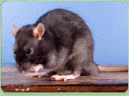 rat control Alsager